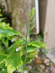 Eulophia graminea