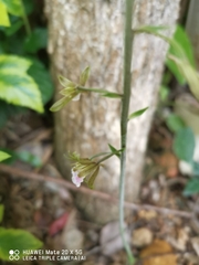 Eulophia graminea