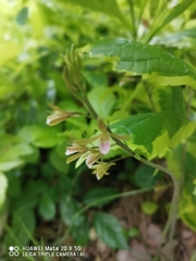 Eulophia graminea
