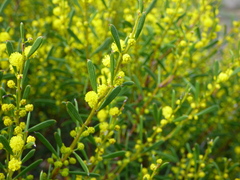 Acacia microcarpa