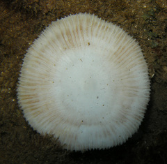 Pleuractis granulosa