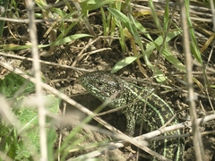 Lacerta agilis