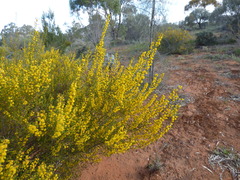 Acacia microcarpa