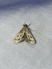 Parapoynx obscuralis