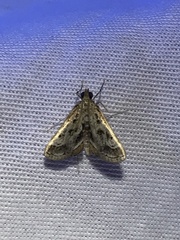 Parapoynx obscuralis