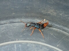 Dinothenarus saphyrinus