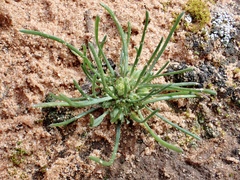 Isoetopsis graminifolia