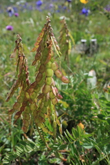 Hedysarum theinum