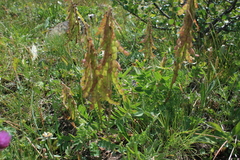Hedysarum theinum