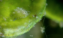 Vallicula multiformis