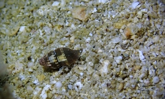 Vexillum tusum