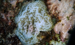 Porites hawaiiensis