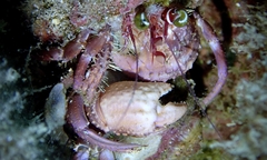 Dardanus pedunculatus