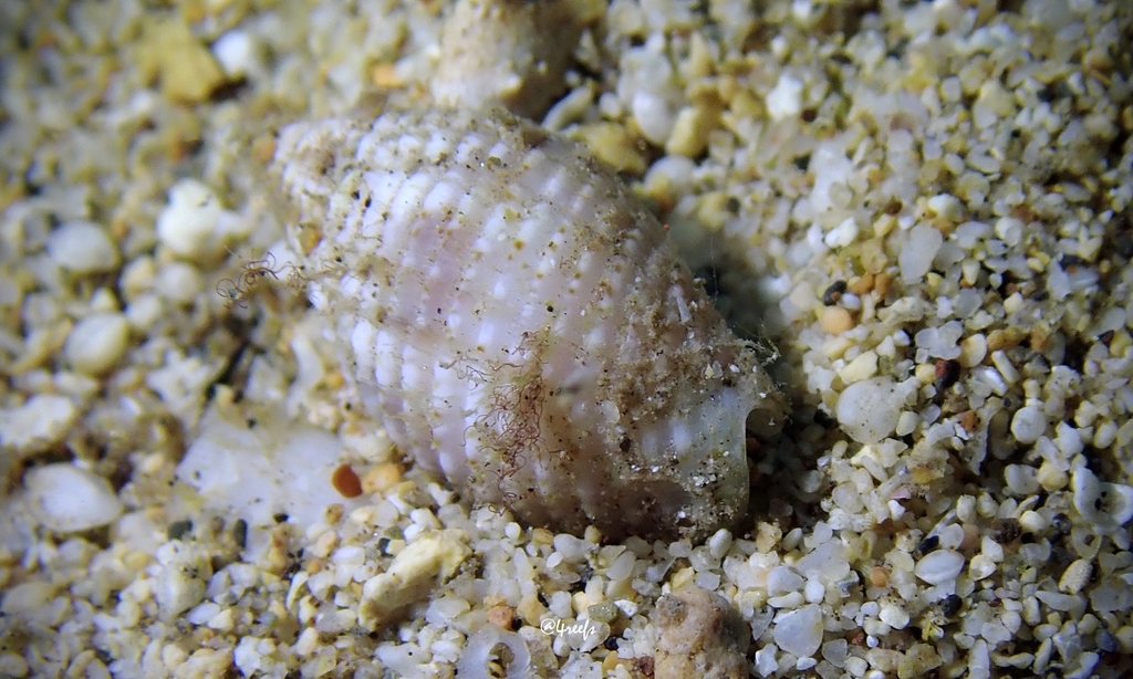 Strigatella pudica