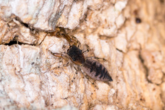 Cheliferoides segmentatus