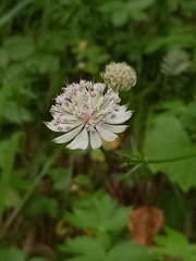 Astrantia trifida