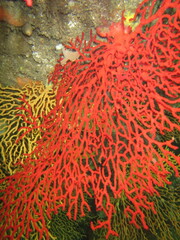 Melithaea zimmeri