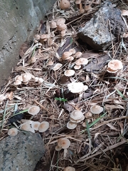 Fungi