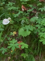 Astrantia trifida
