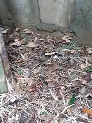 Fungi