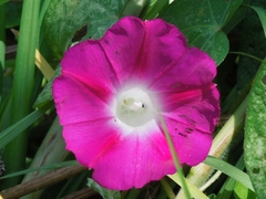 Ipomoea purpurea