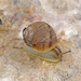 Ceramic Snail - Photo (c) Γιώργος Παντάκης, some rights reserved (CC BY-NC), uploaded by Γιώργος Παντάκης