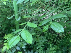 Rhus javanica