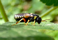 Diprioninae