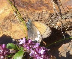 Coenonympha gardetta