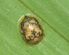 Coptocycla sordida