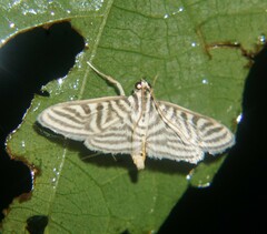 Spilomela pantheralis