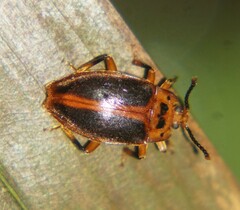 Epipocus cinctus