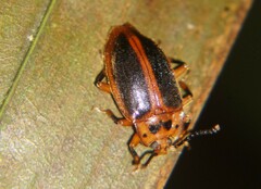 Epipocus cinctus