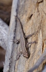 Cryptoblepharus buchananii