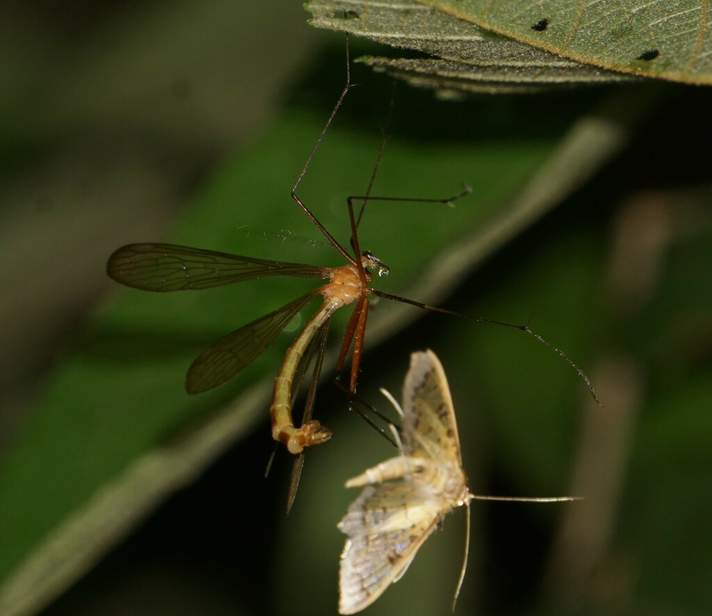 Hangingflies from Villanueva, Honduras on August 2, 2022 at 10:18 PM by ...