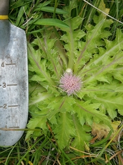 Cirsium scariosum
