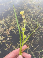 Sparganium rothertii