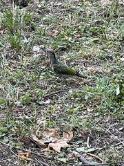 Picus viridis