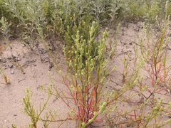 Corispermum sibiricum