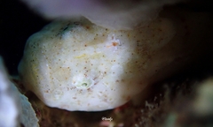 Antennatus tuberosus