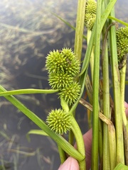 Sparganium glomeratum