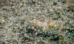 Philinopsis speciosa