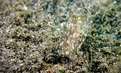 Philinopsis speciosa