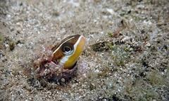 Plagiotremus goslinei