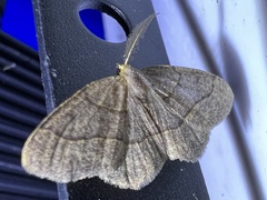 Lambdina pellucidaria