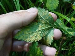 Quasipucciniastrum ochraceum