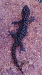 Gehyra variegata