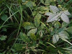 Quasipucciniastrum ochraceum