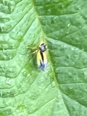 Evacanthus interruptus