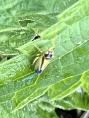 Evacanthus interruptus